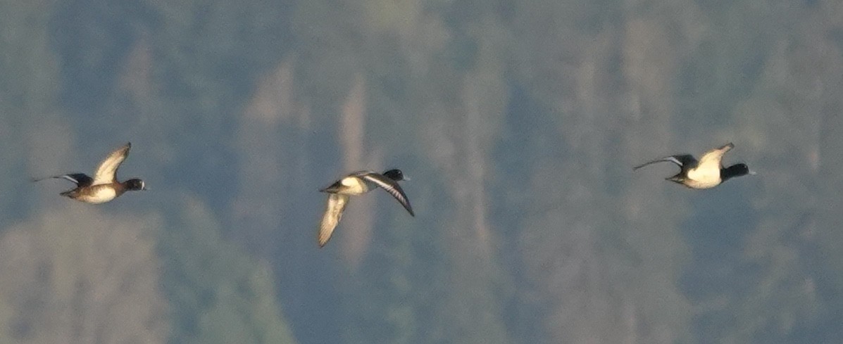 Greater Scaup - ML642846404