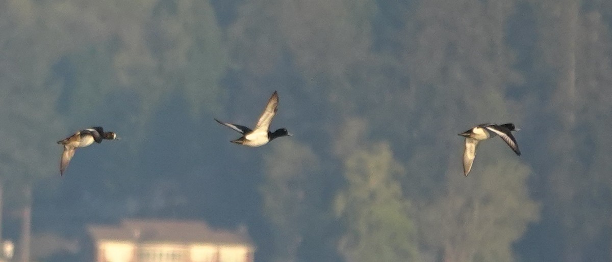 Greater Scaup - ML642846405
