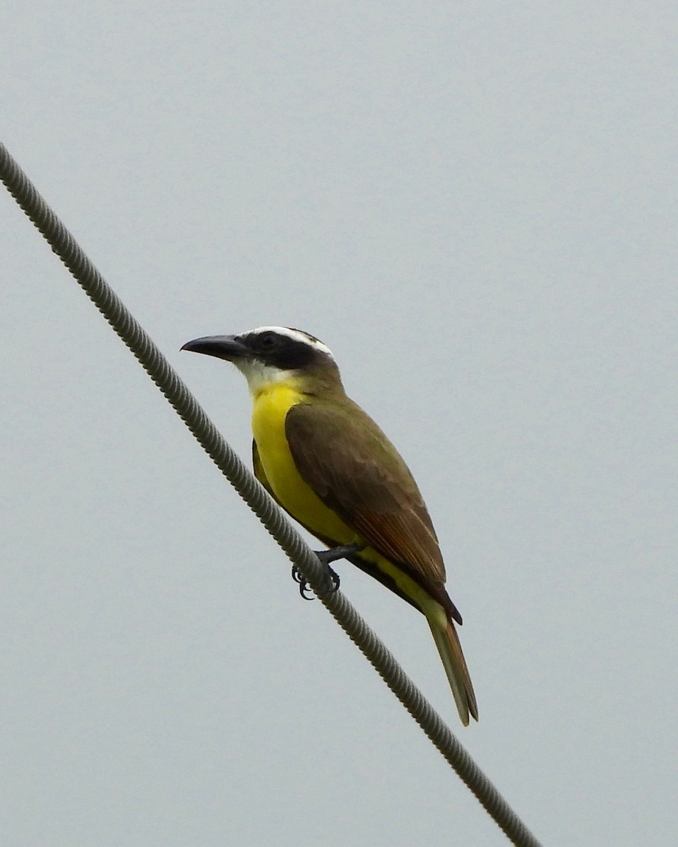 båtnebbtyrann - ML642846410