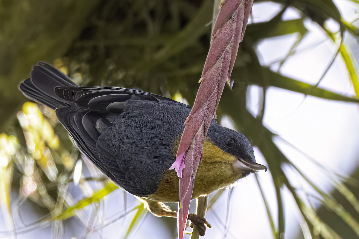 rustblomsterborer - ML642846416