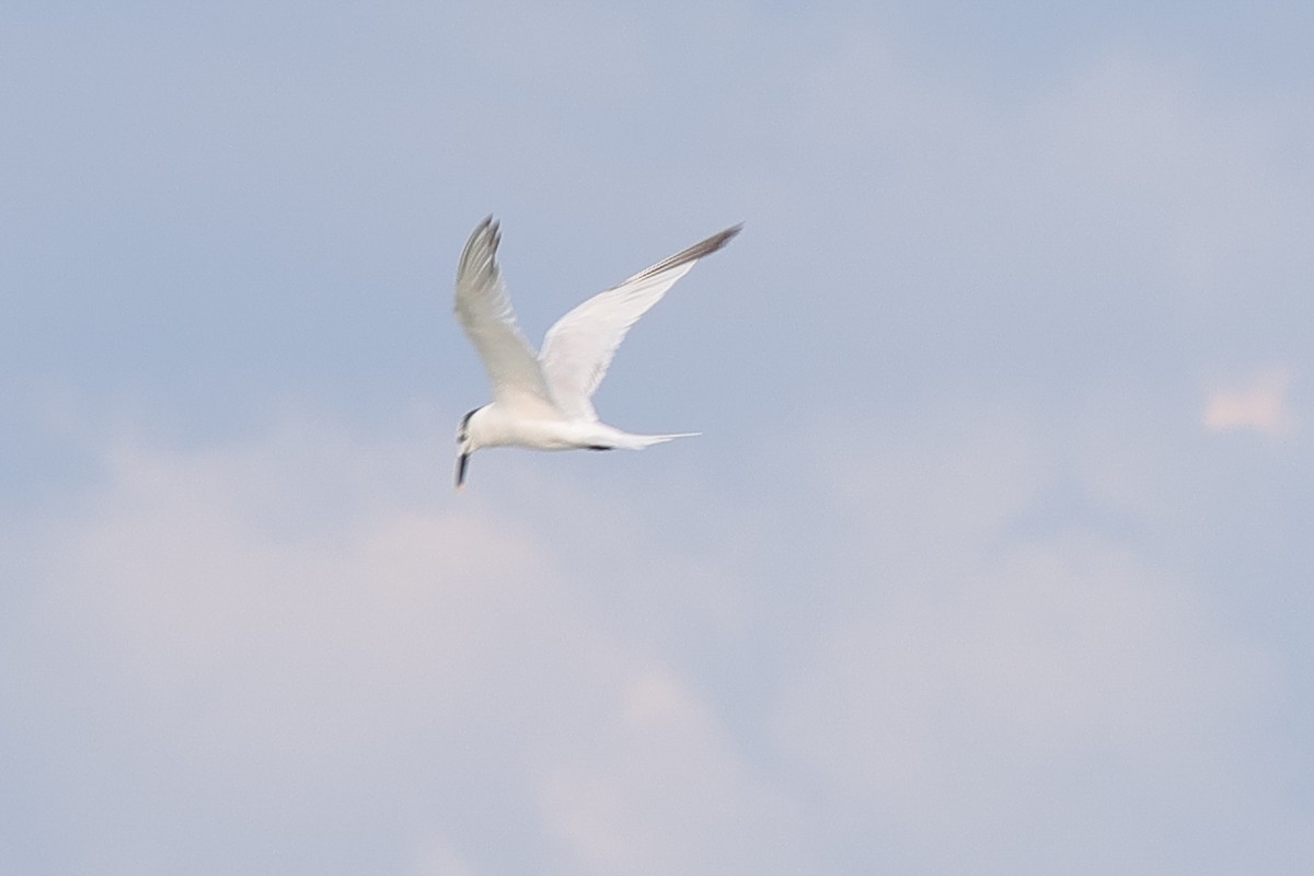 Sandwich Tern - ML642846417