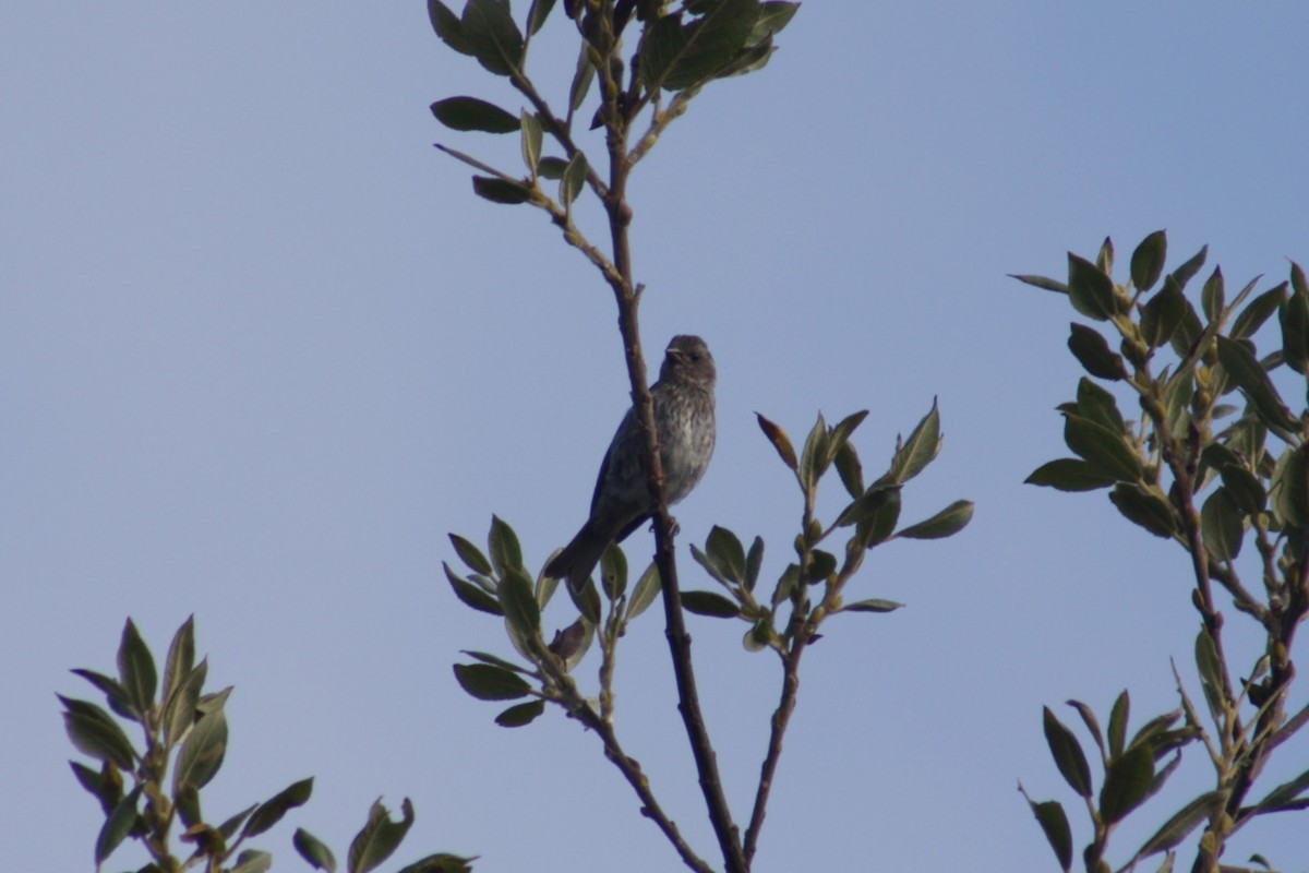 purpurfink (californicus) - ML642846437