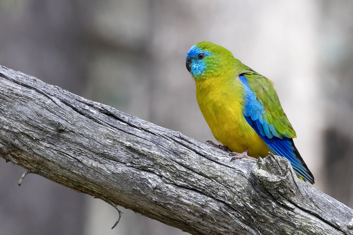 Turquoise Parrot - ML642846443