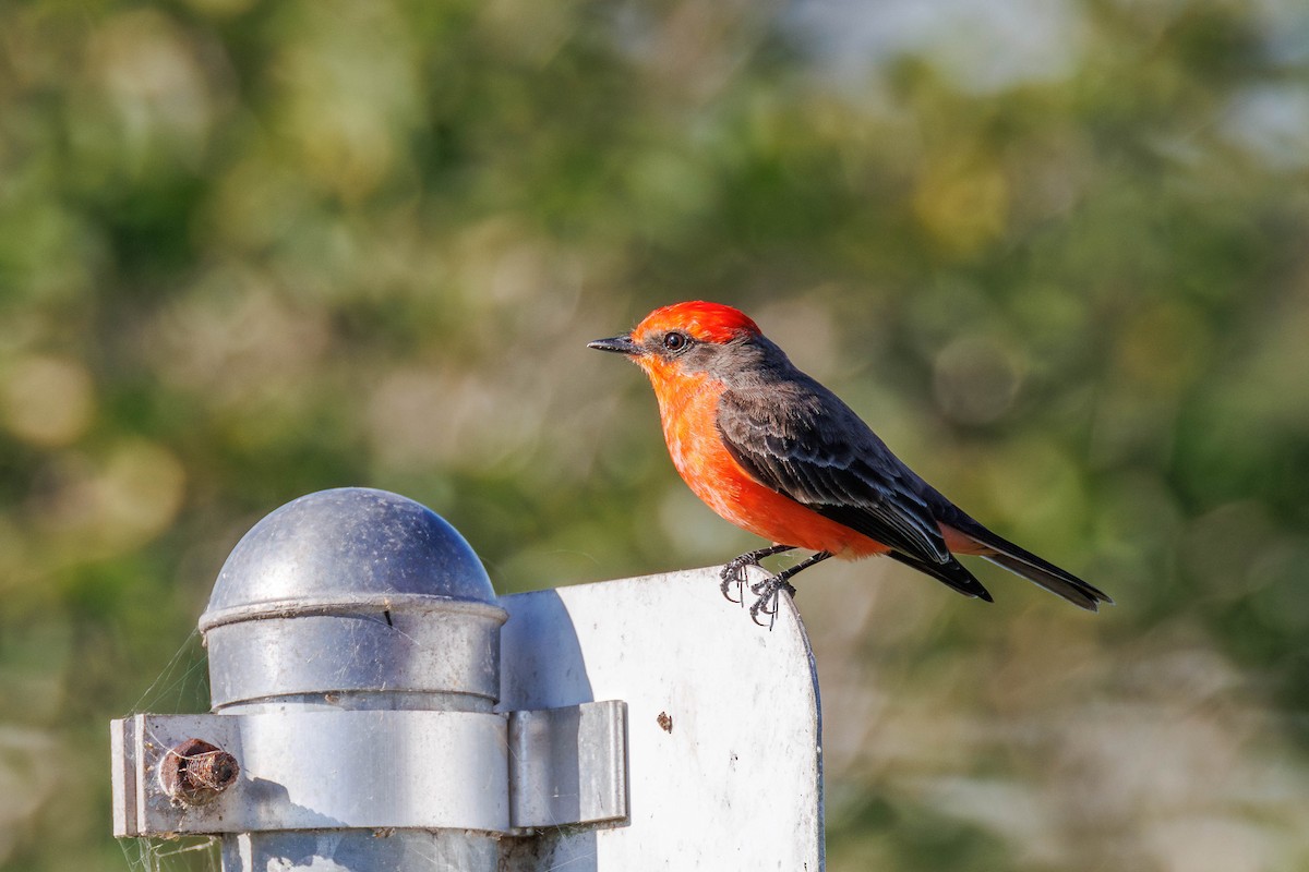 Vermilion Flycatcher - ML642846445
