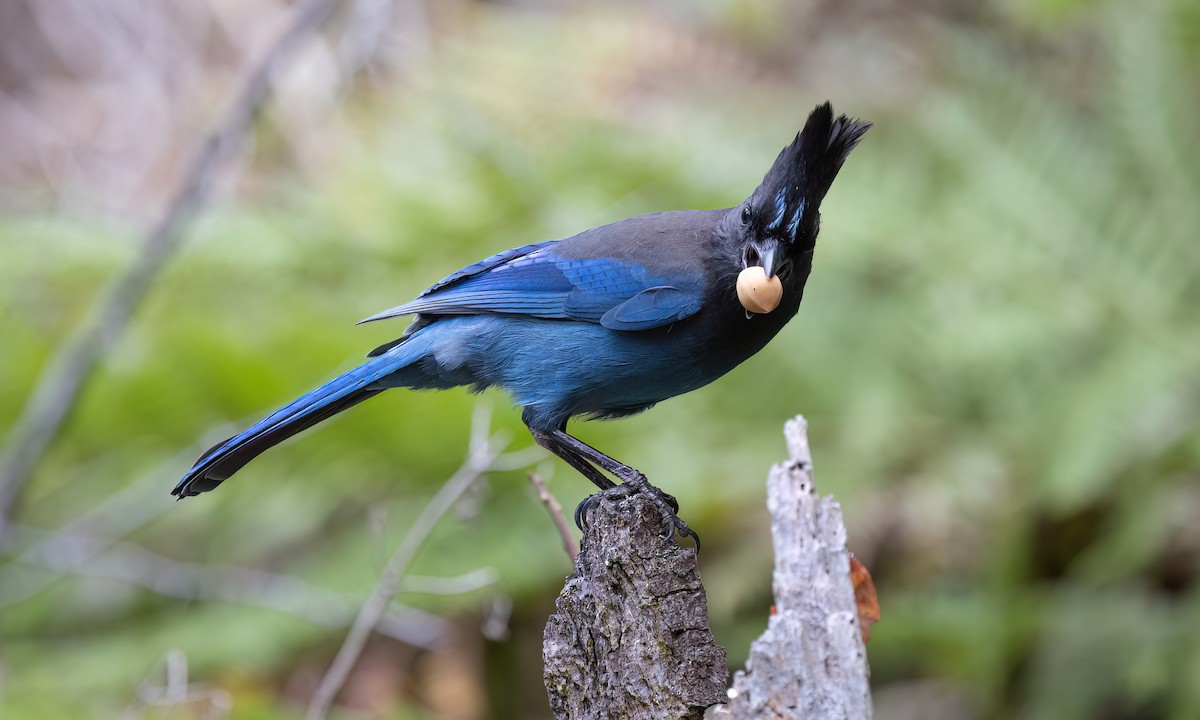 Steller's Jay (Coastal) - ML642846446