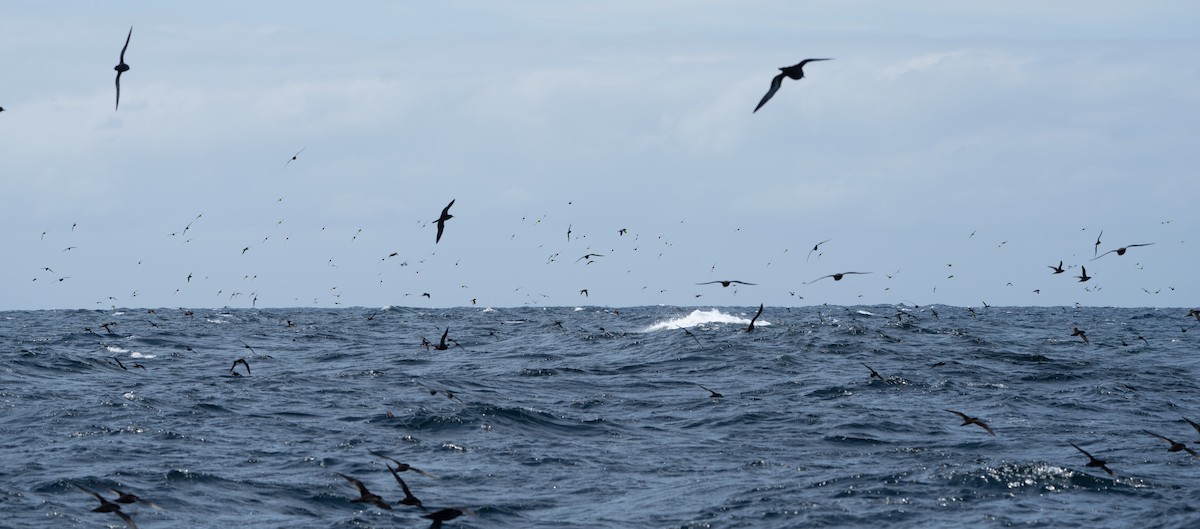 Short-tailed Shearwater - ML642846457
