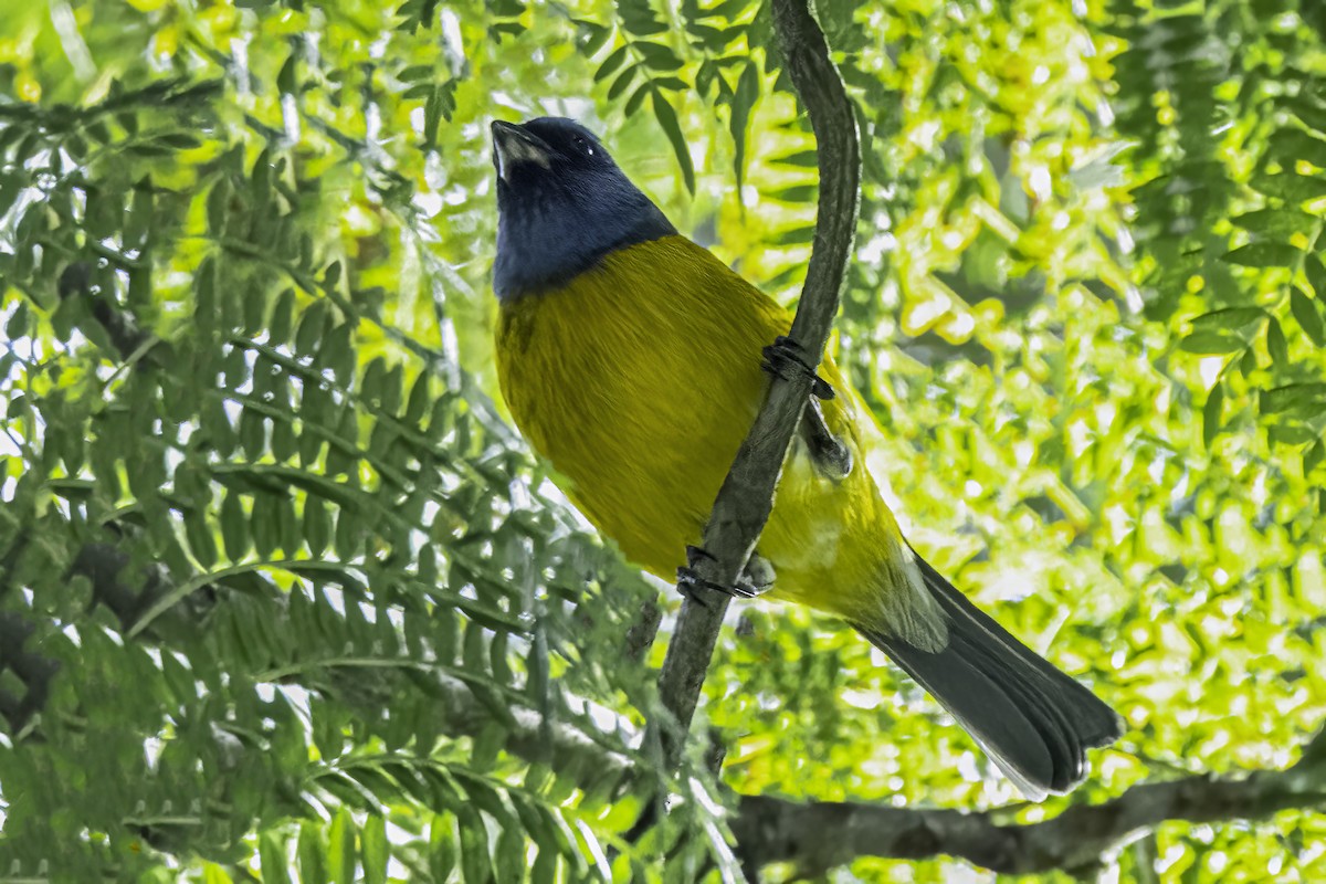 Blue-and-yellow Tanager - ML642846475