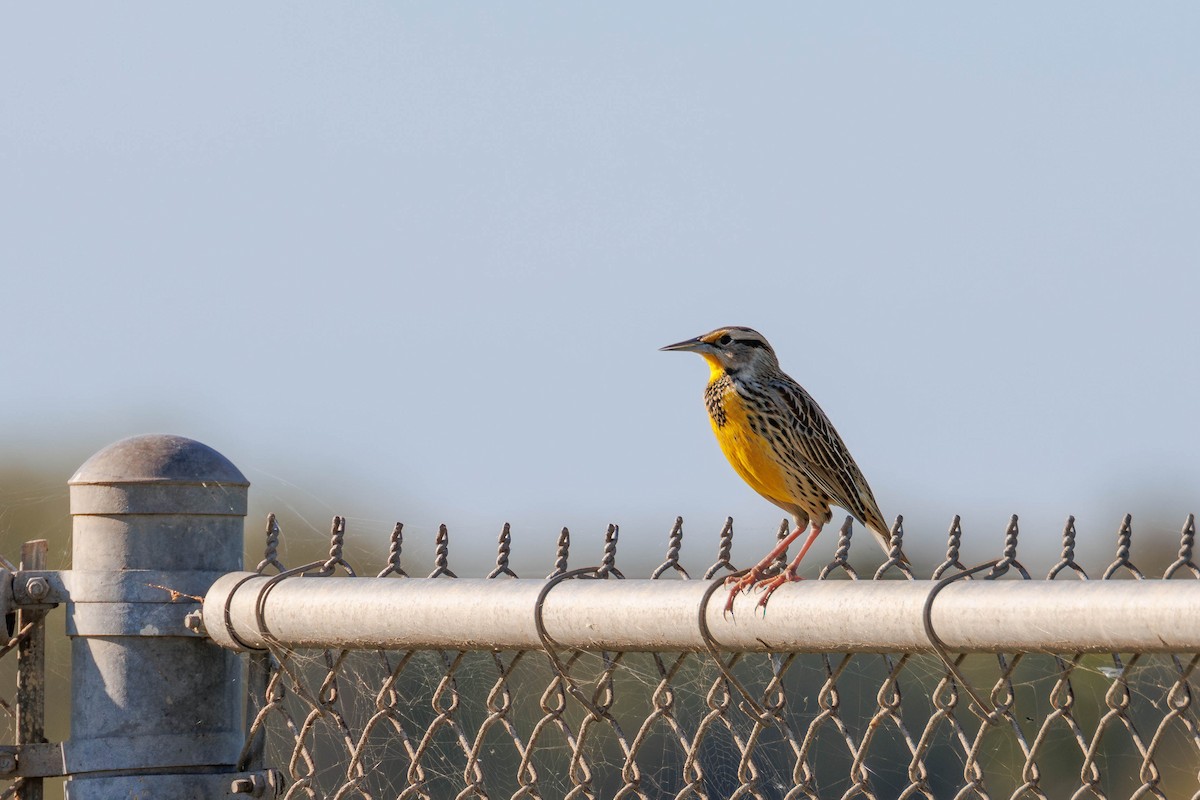 Eastern Meadowlark - ML642846476