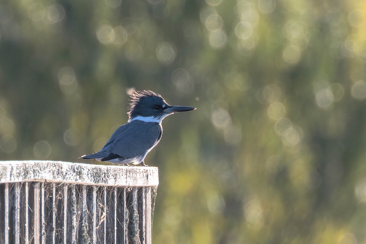Belted Kingfisher - ML642846478
