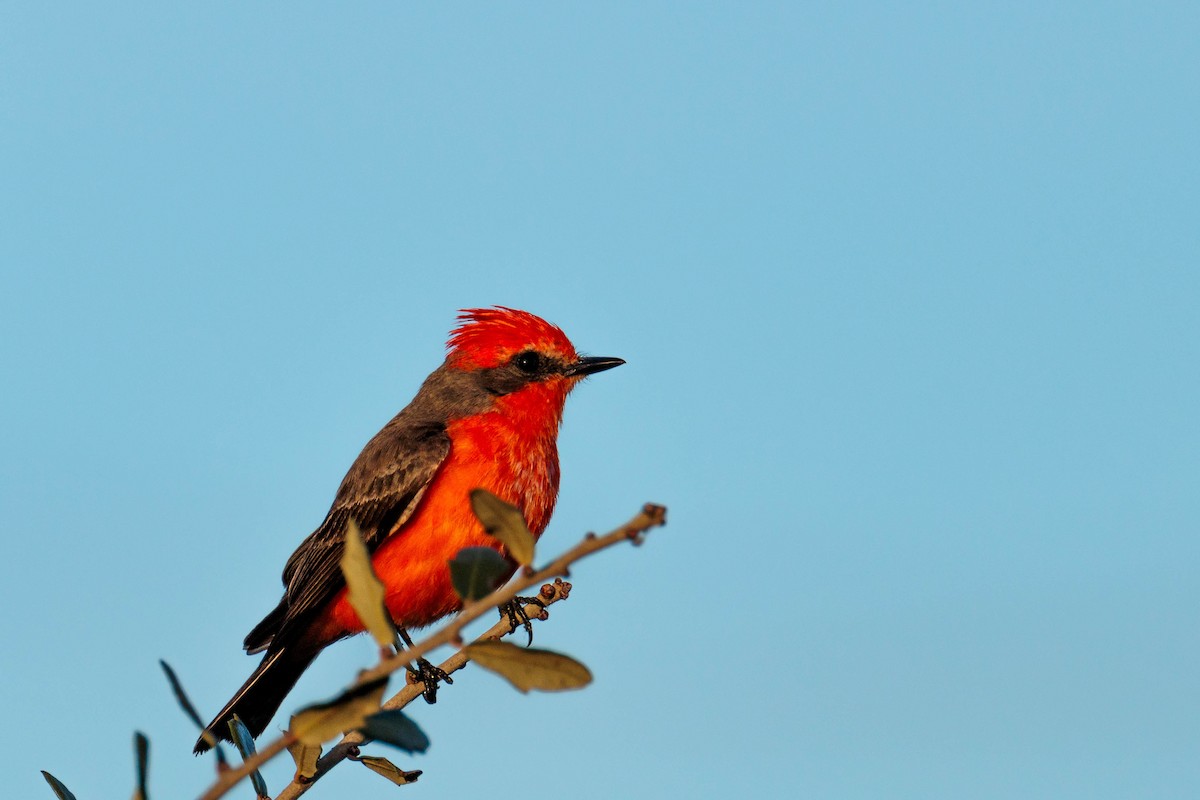 Vermilion Flycatcher - ML642846479