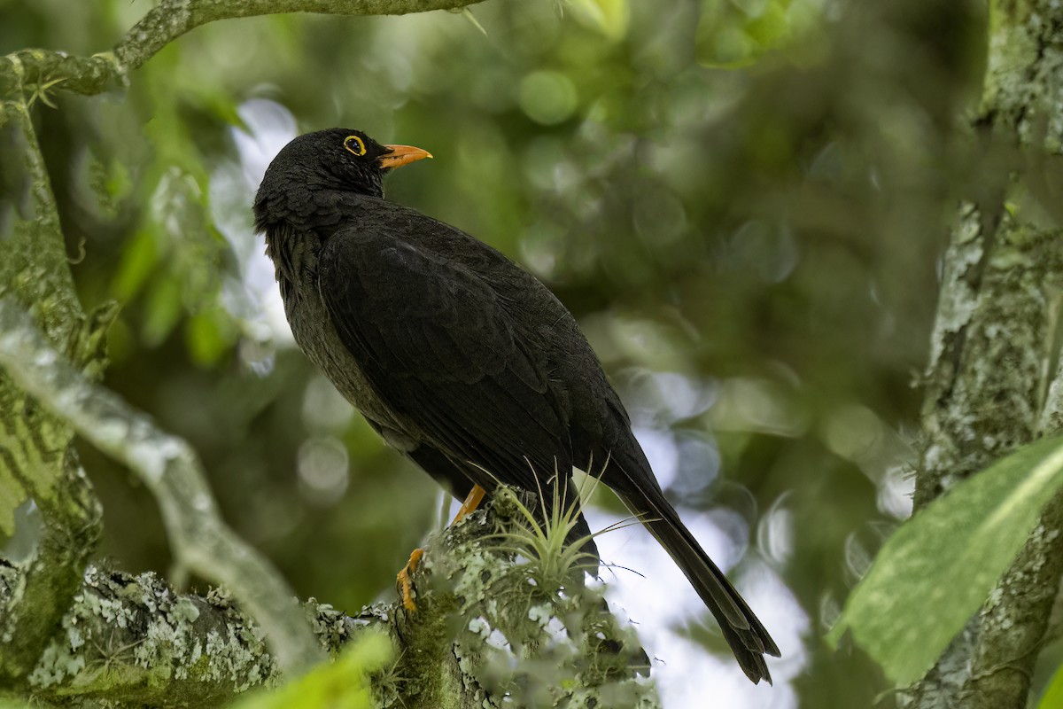 Great Thrush - ML642846480