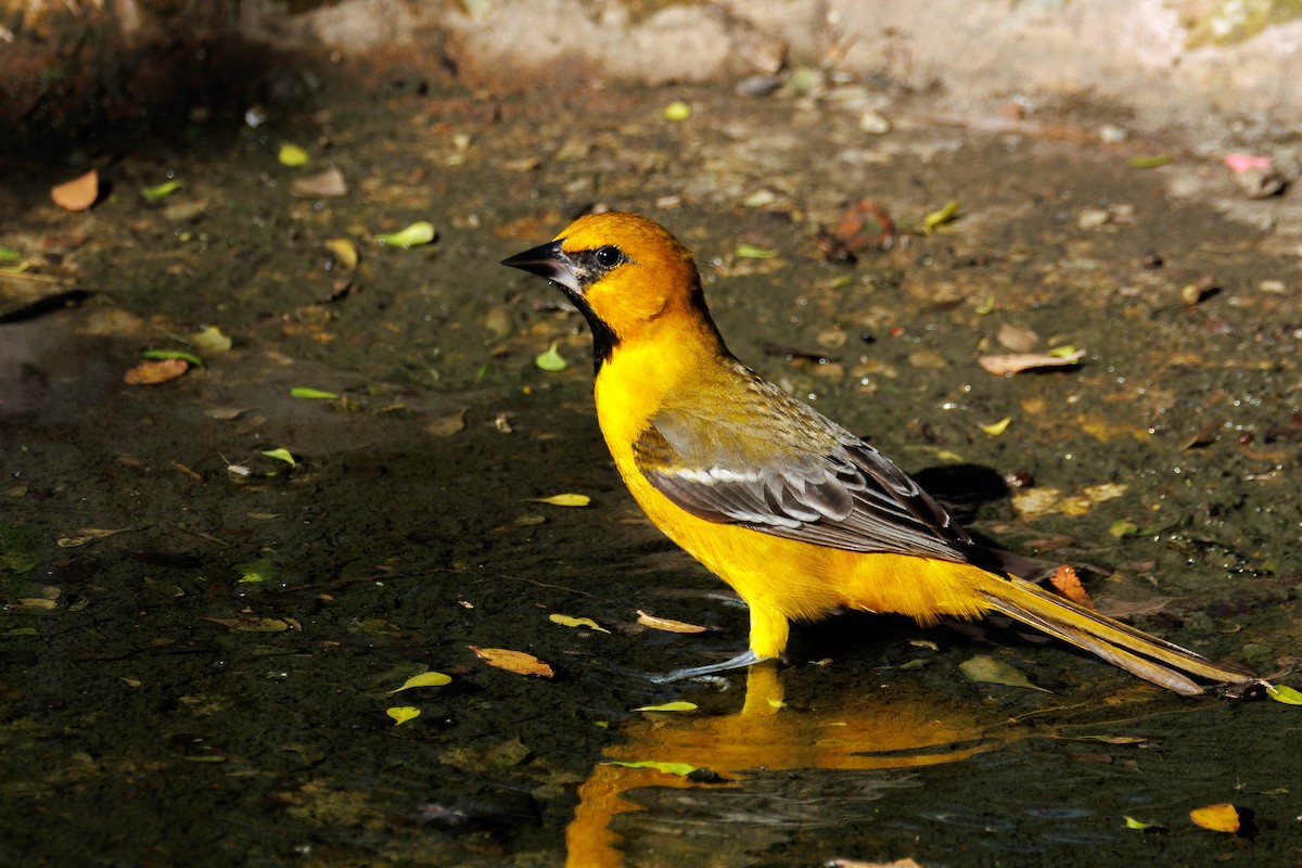 Altamira Oriole - ML642846493