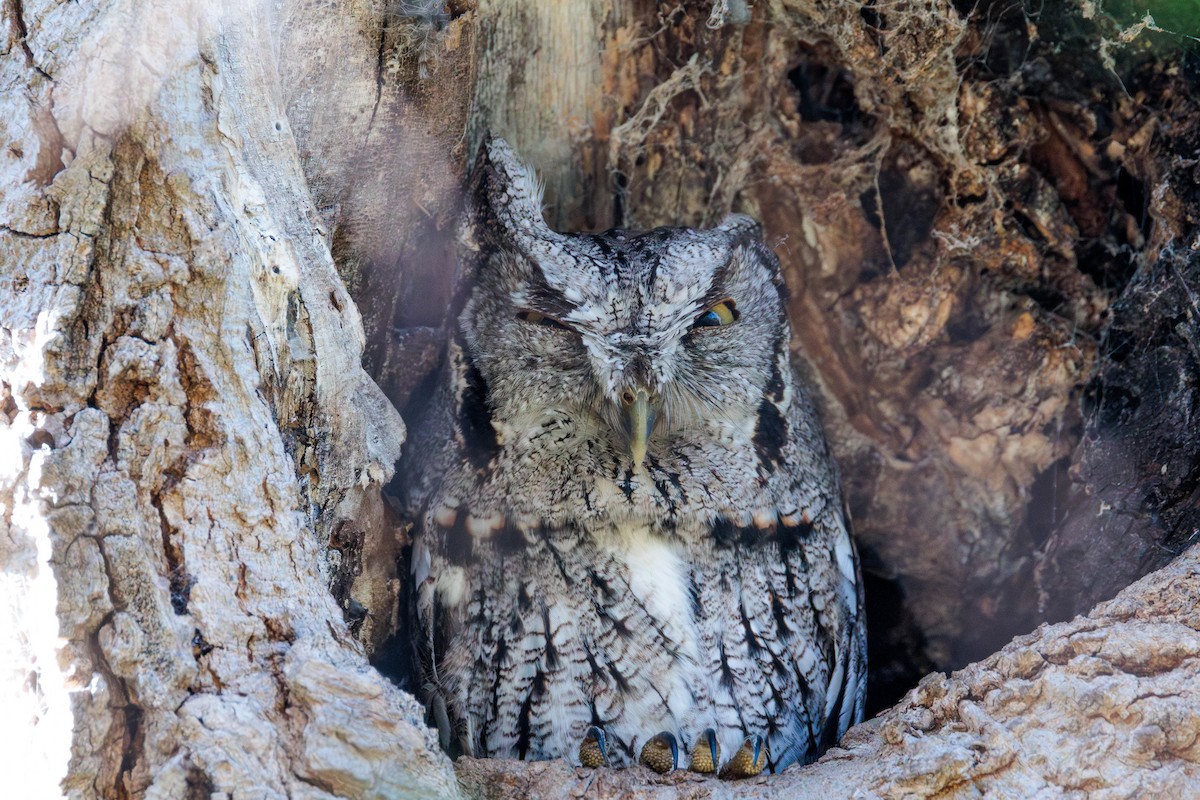 Eastern Screech-Owl - ML642846504