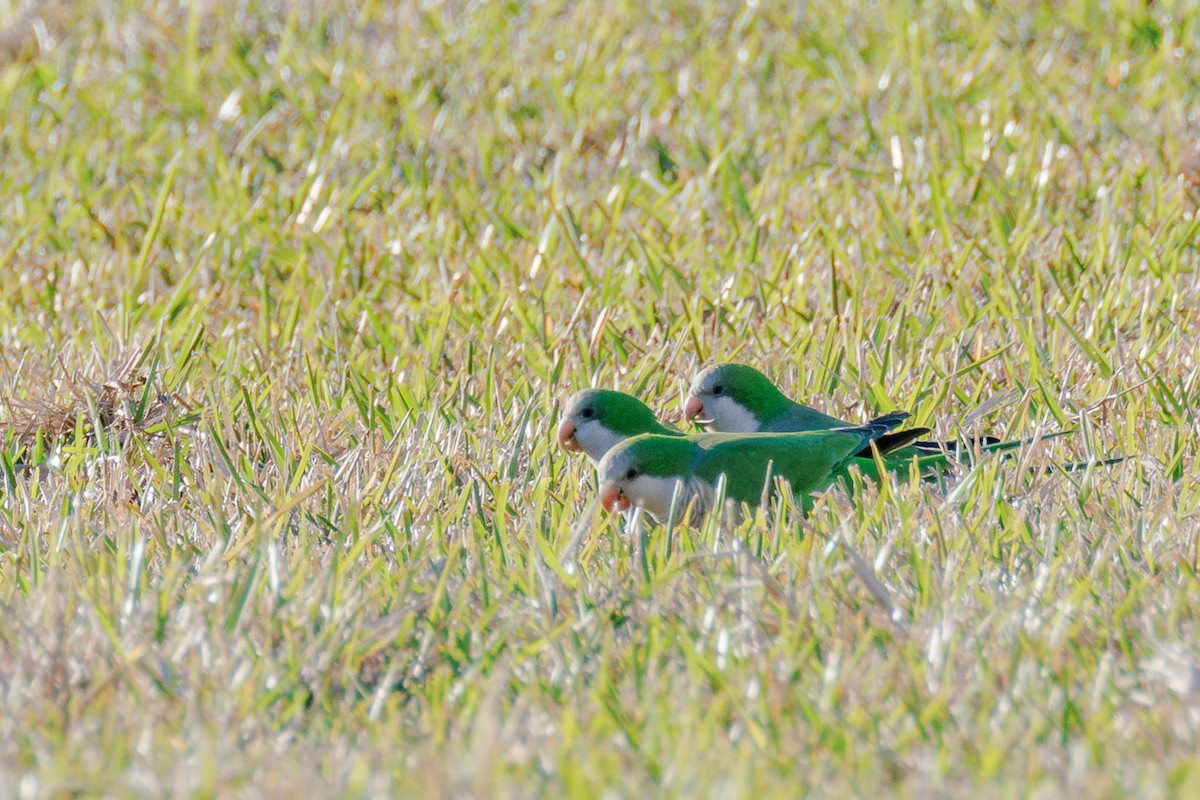 Monk Parakeet - ML642846508