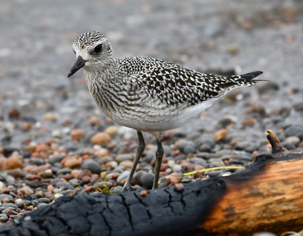 Black-bellied Plover - ML642846510