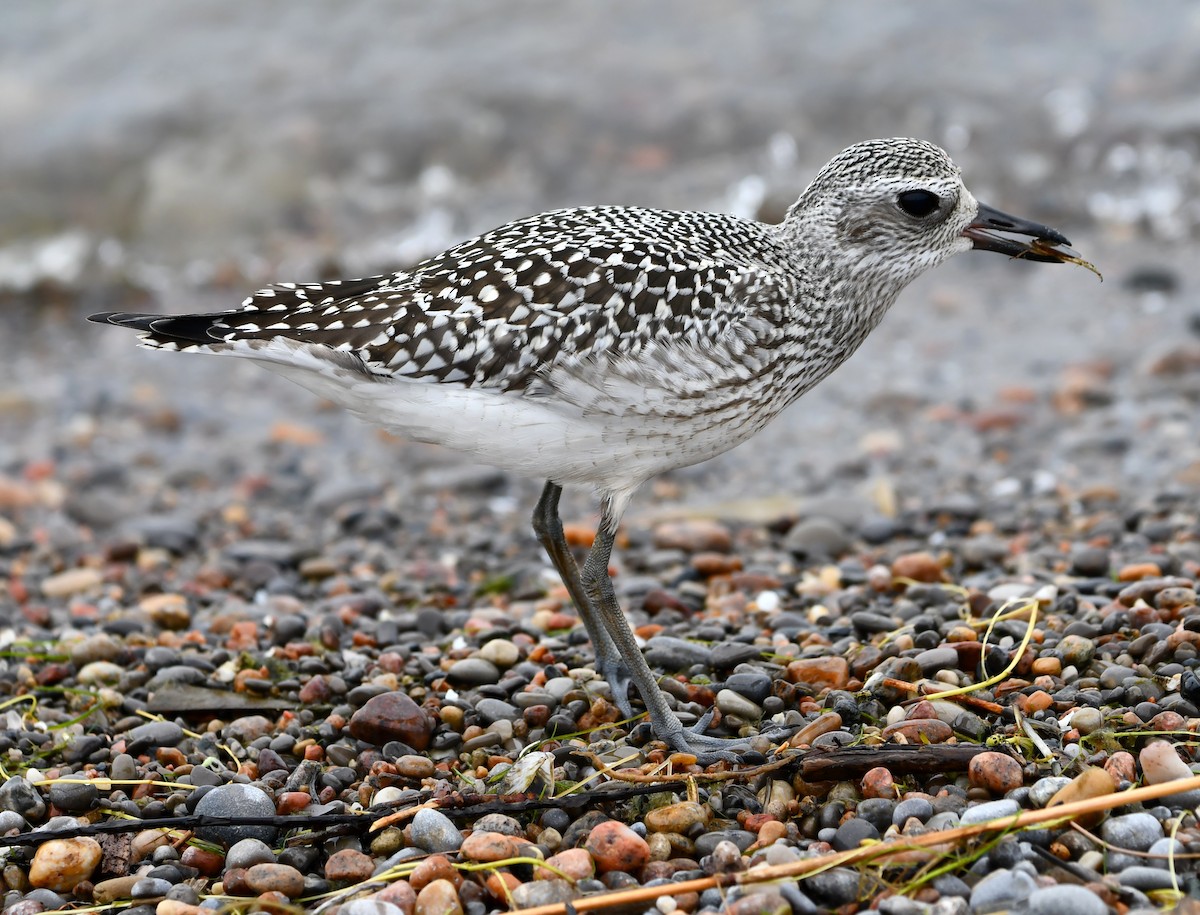 Black-bellied Plover - ML642846511