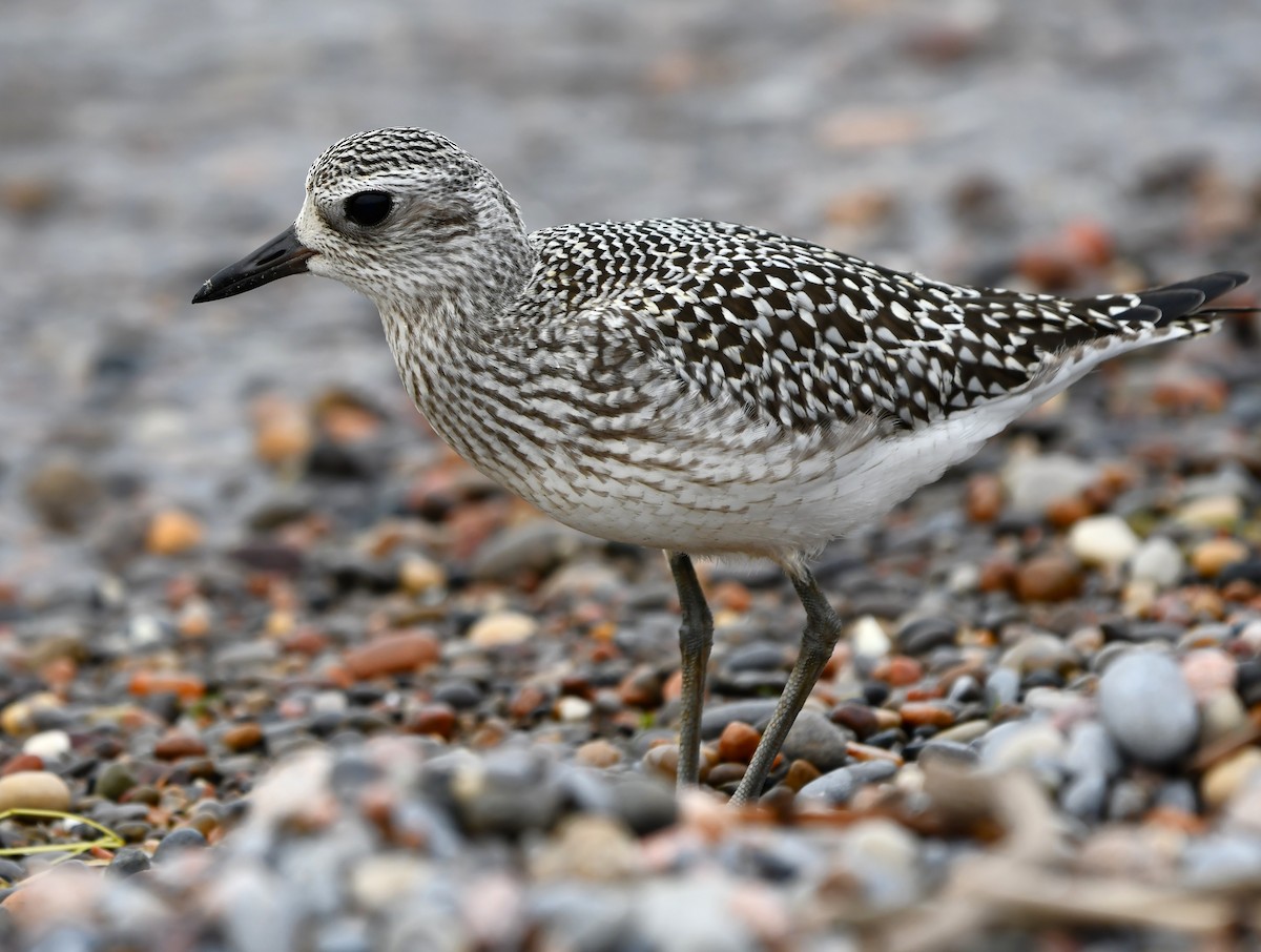 Black-bellied Plover - ML642846512