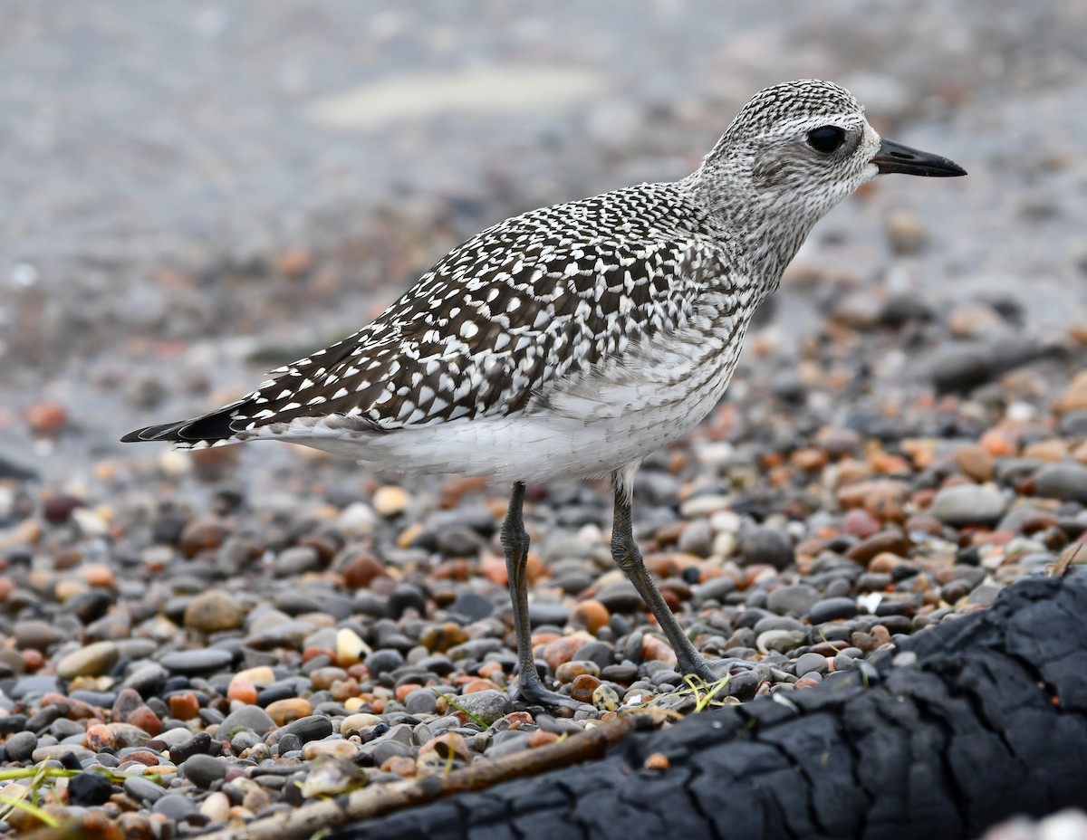 Black-bellied Plover - ML642846513