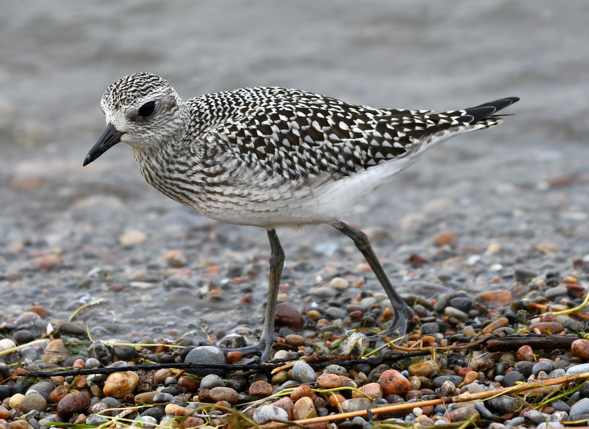 Black-bellied Plover - ML642846514