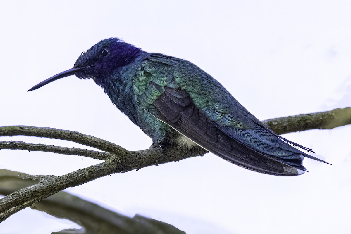 Sparkling Violetear - ML642846516