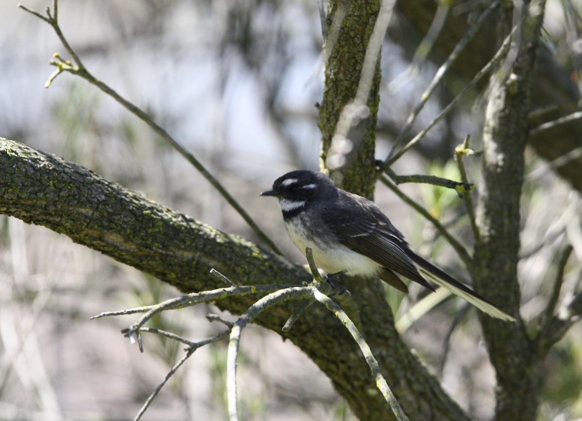 Gray Fantail - ML642846517