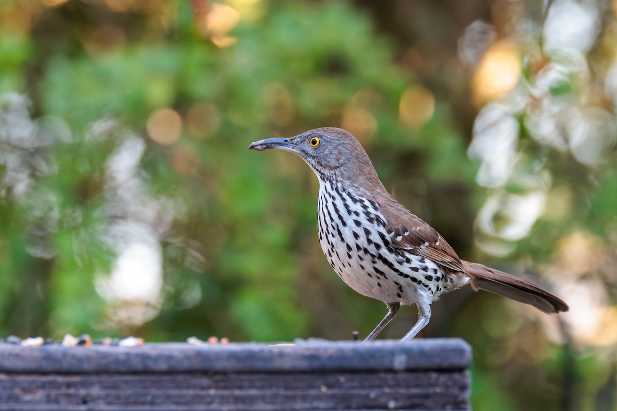 Long-billed Thrasher - ML642846523