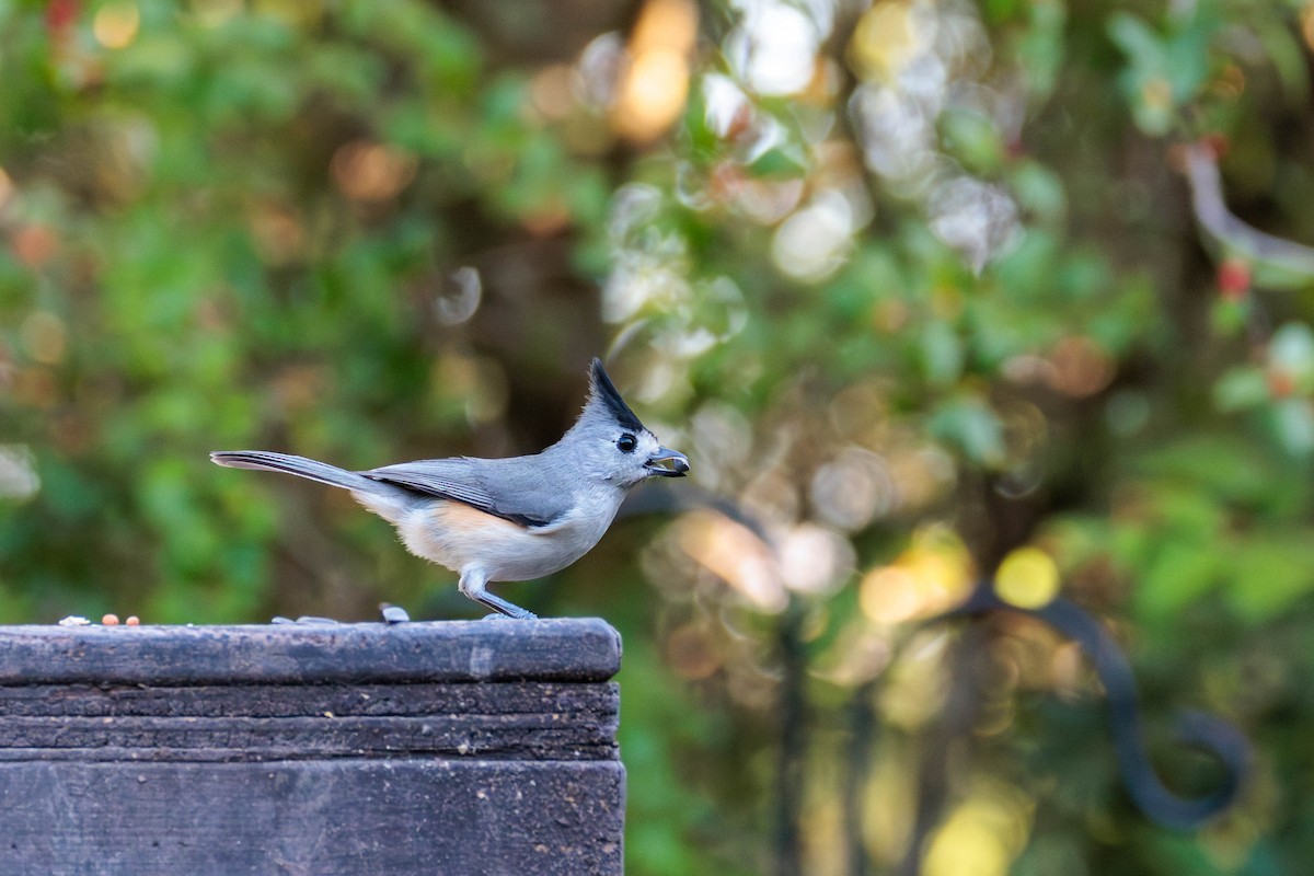 Black-crested Titmouse - ML642846524