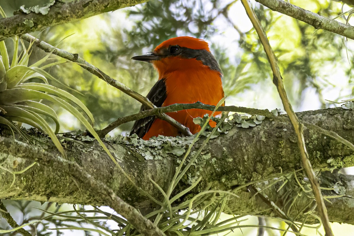 Vermilion Flycatcher - ML642846525