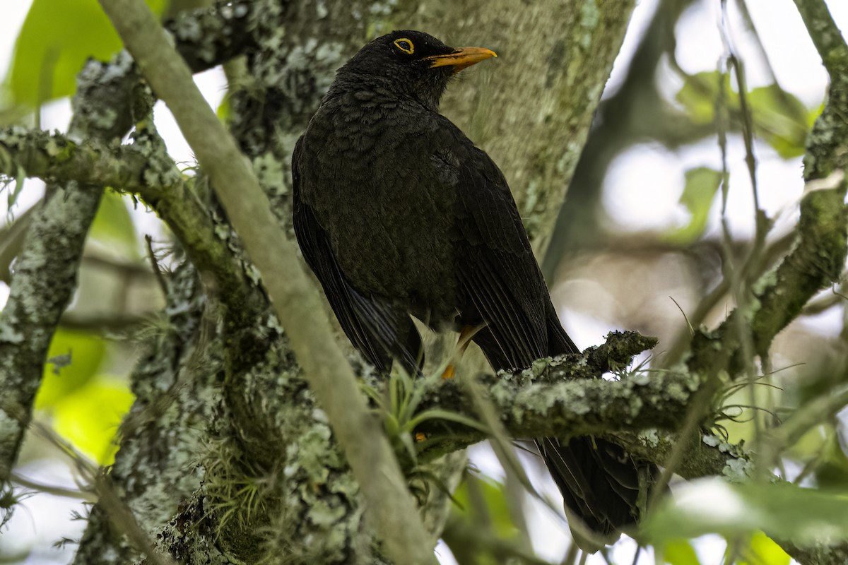 Great Thrush - ML642846530