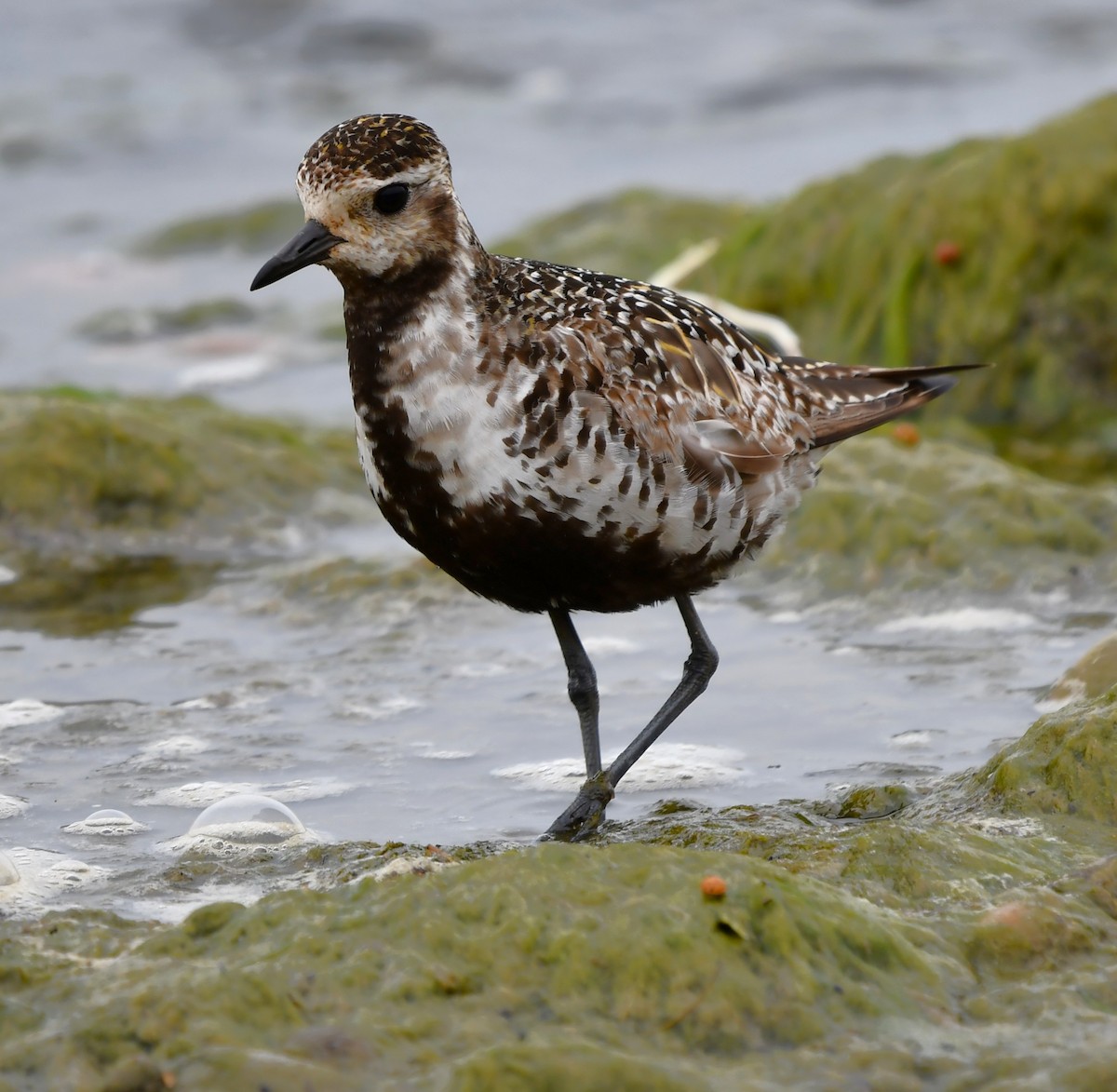 American Golden-Plover - ML642846533