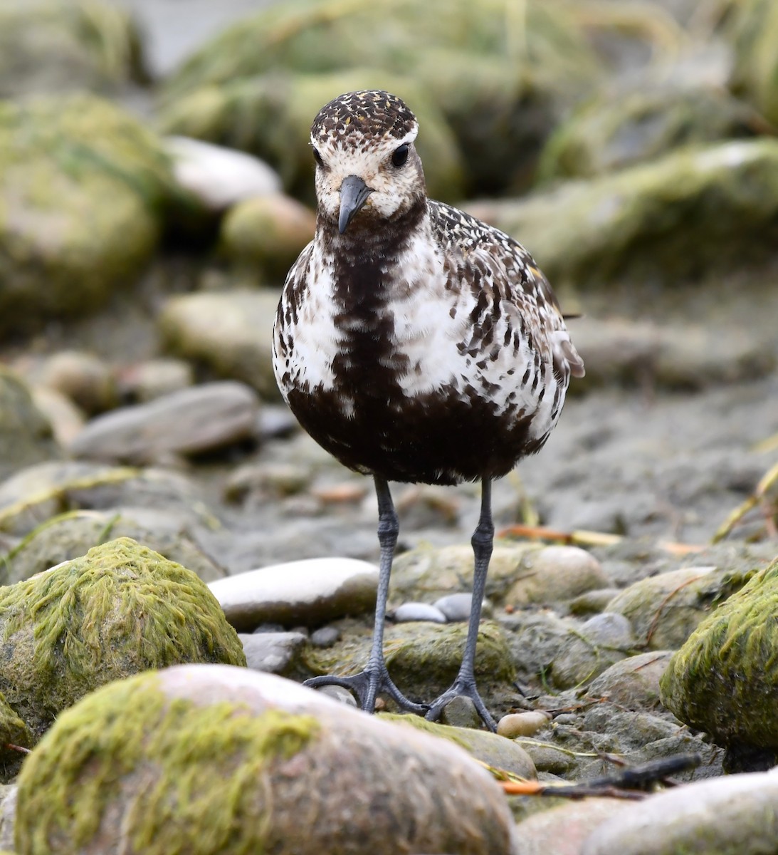 American Golden-Plover - ML642846534