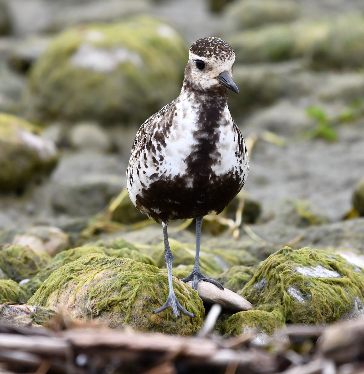 American Golden-Plover - ML642846537