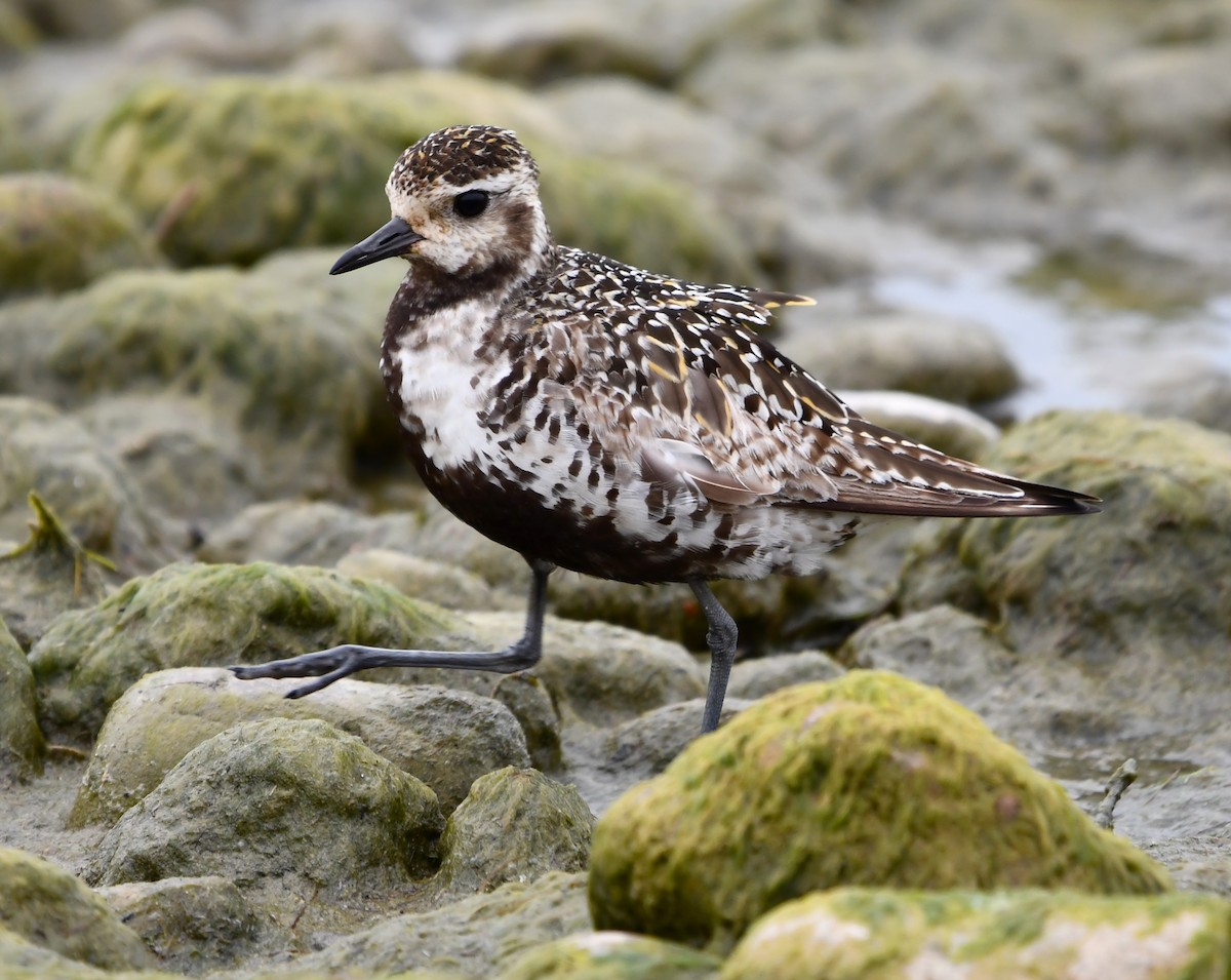 American Golden-Plover - ML642846538