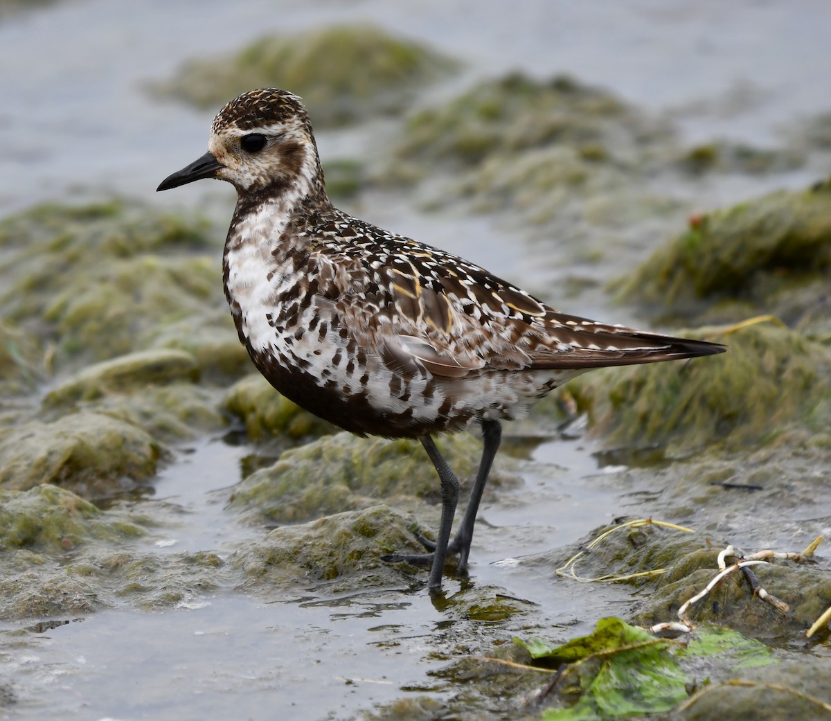 American Golden-Plover - ML642846539