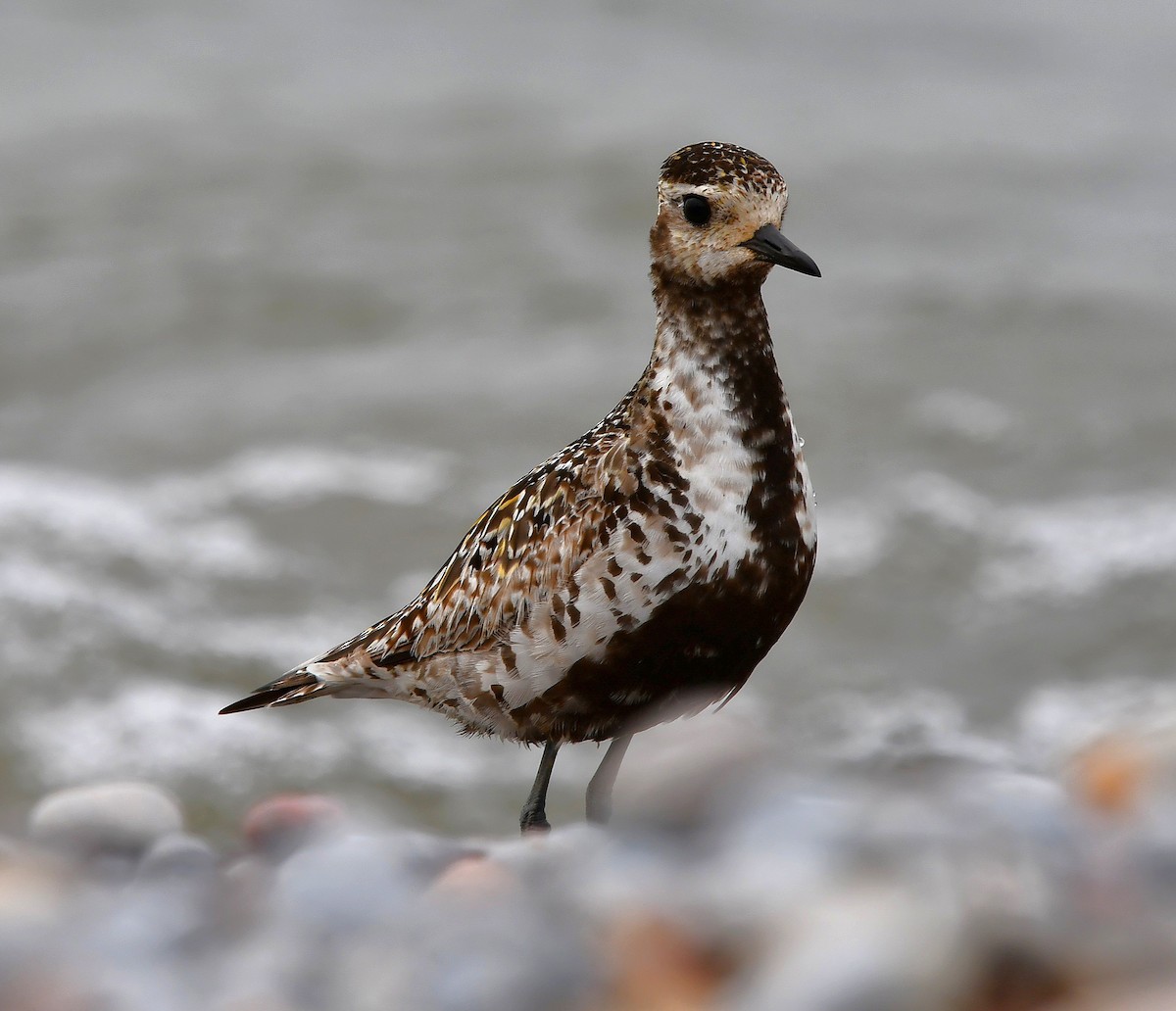 American Golden-Plover - ML642846540
