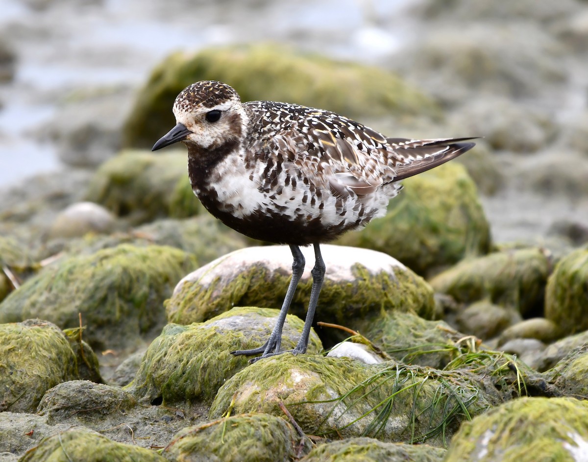American Golden-Plover - ML642846544
