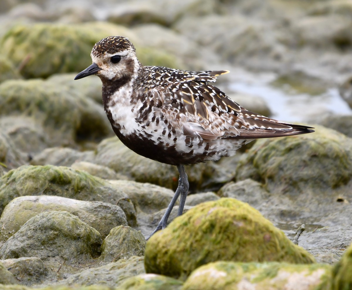 American Golden-Plover - ML642846546