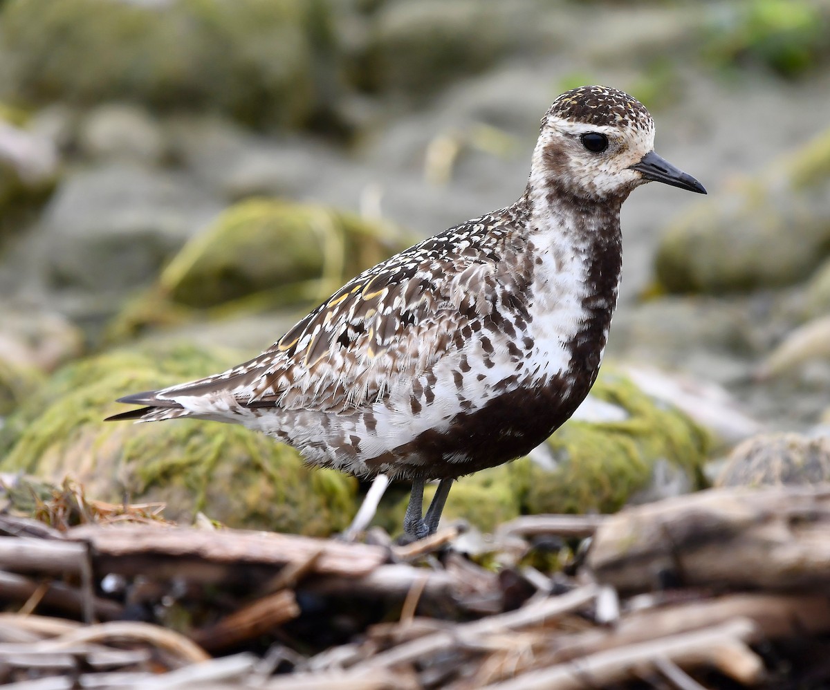 American Golden-Plover - ML642846548