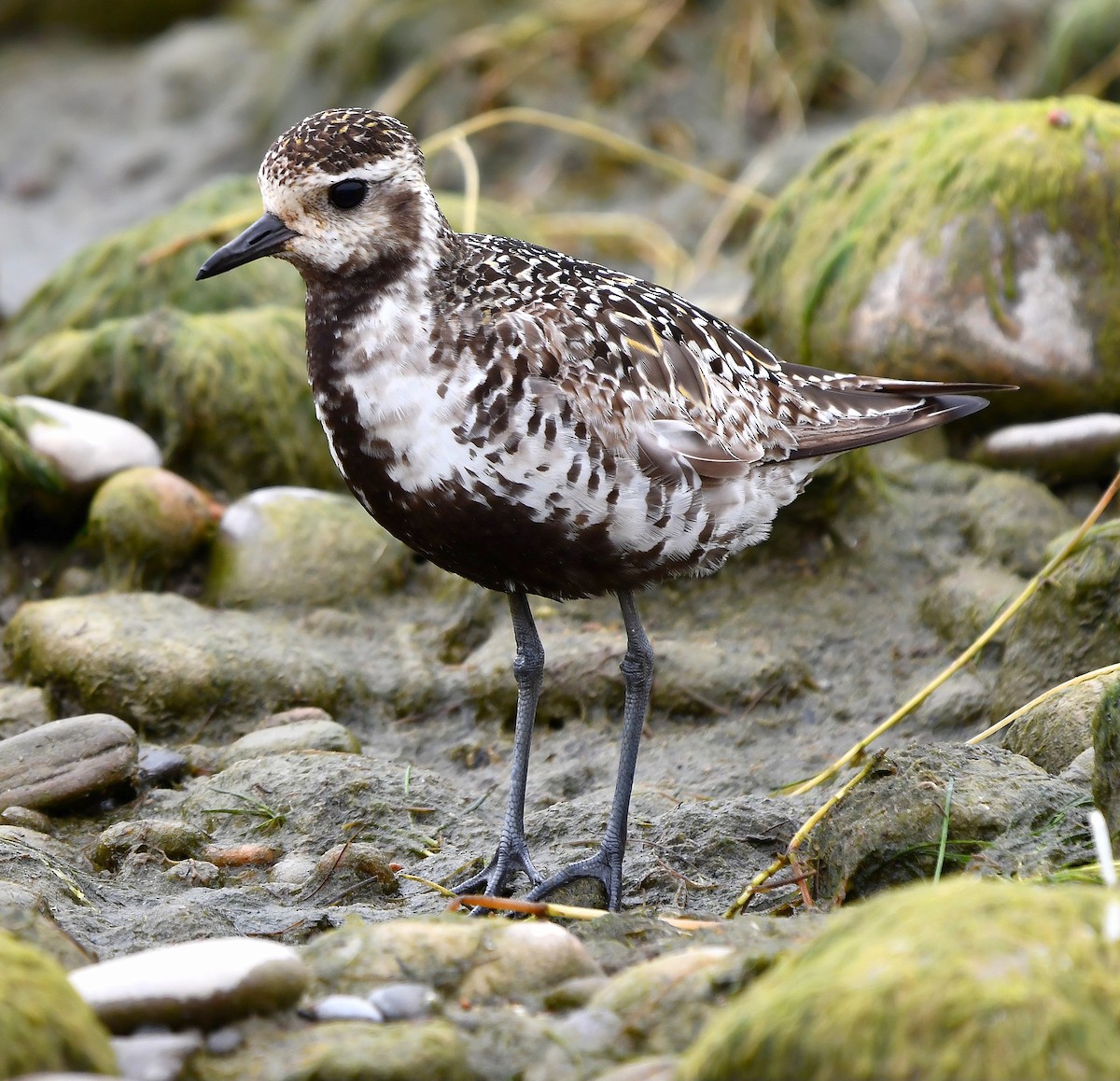American Golden-Plover - ML642846549