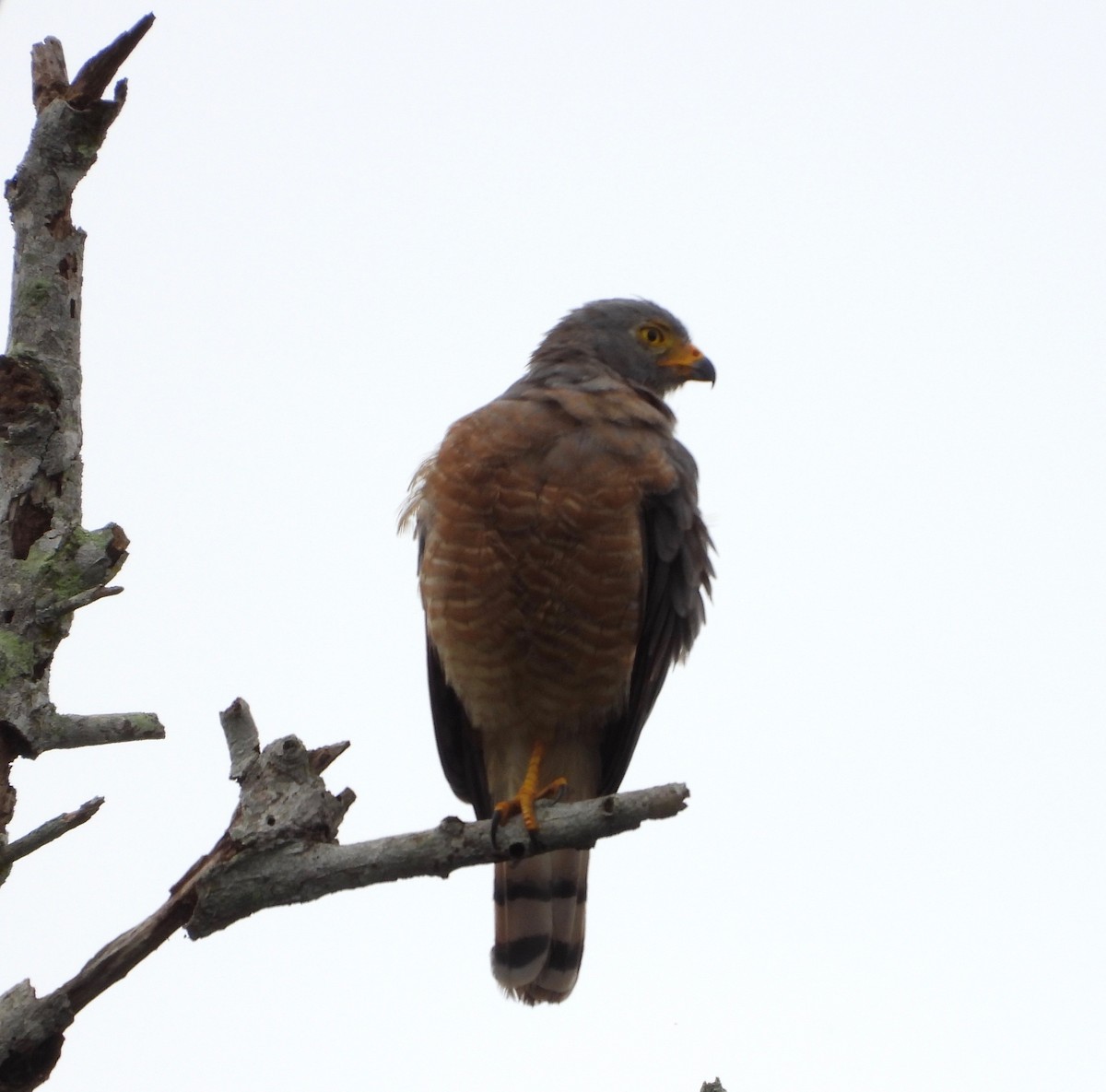 Wegebussard - ML642846552