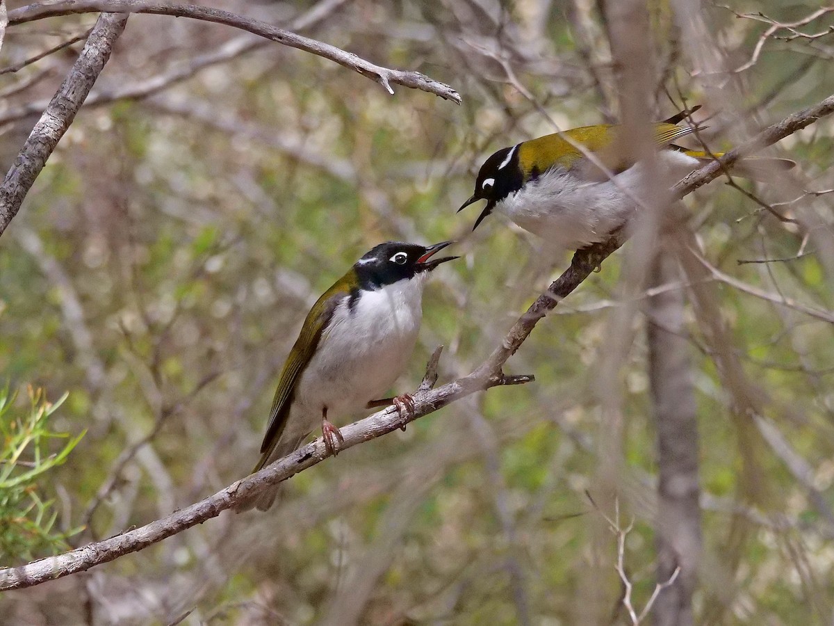 Gilbert's Honeyeater - ML642846558