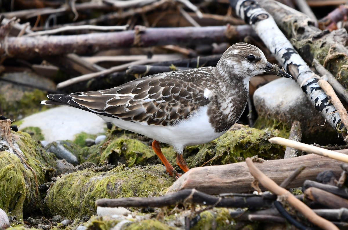 Ruddy Turnstone - ML642846562