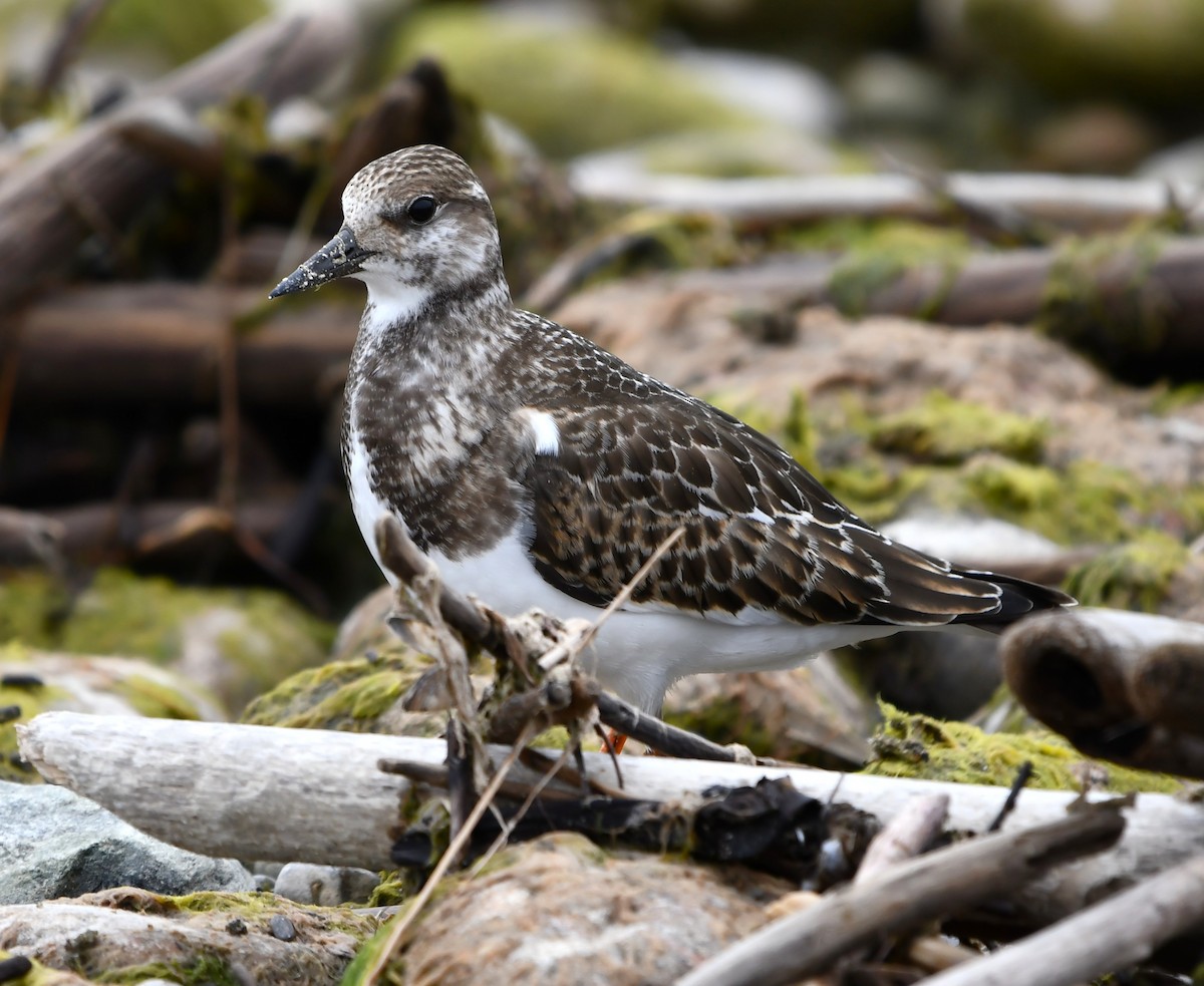 Ruddy Turnstone - ML642846563