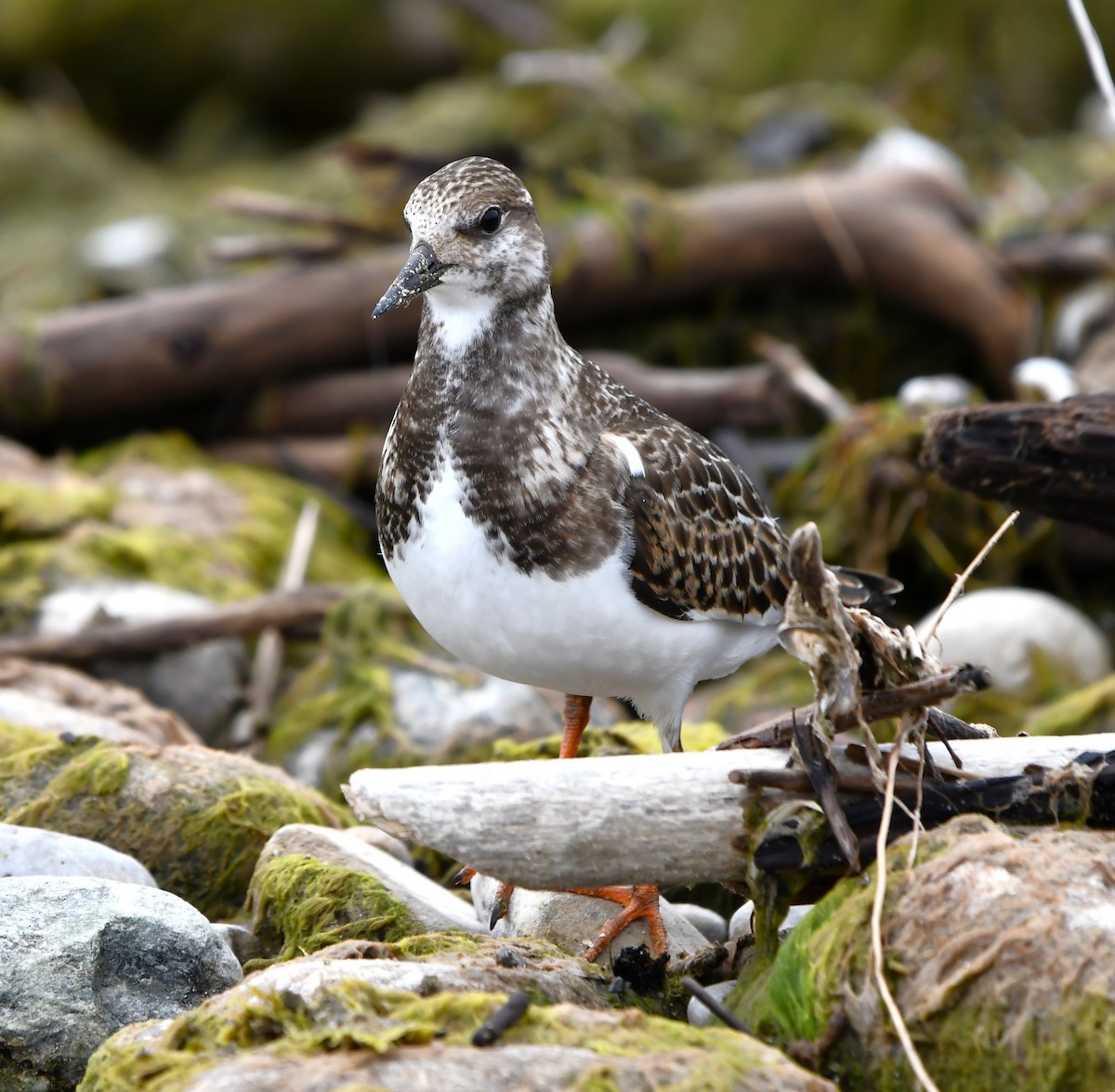 Ruddy Turnstone - ML642846564