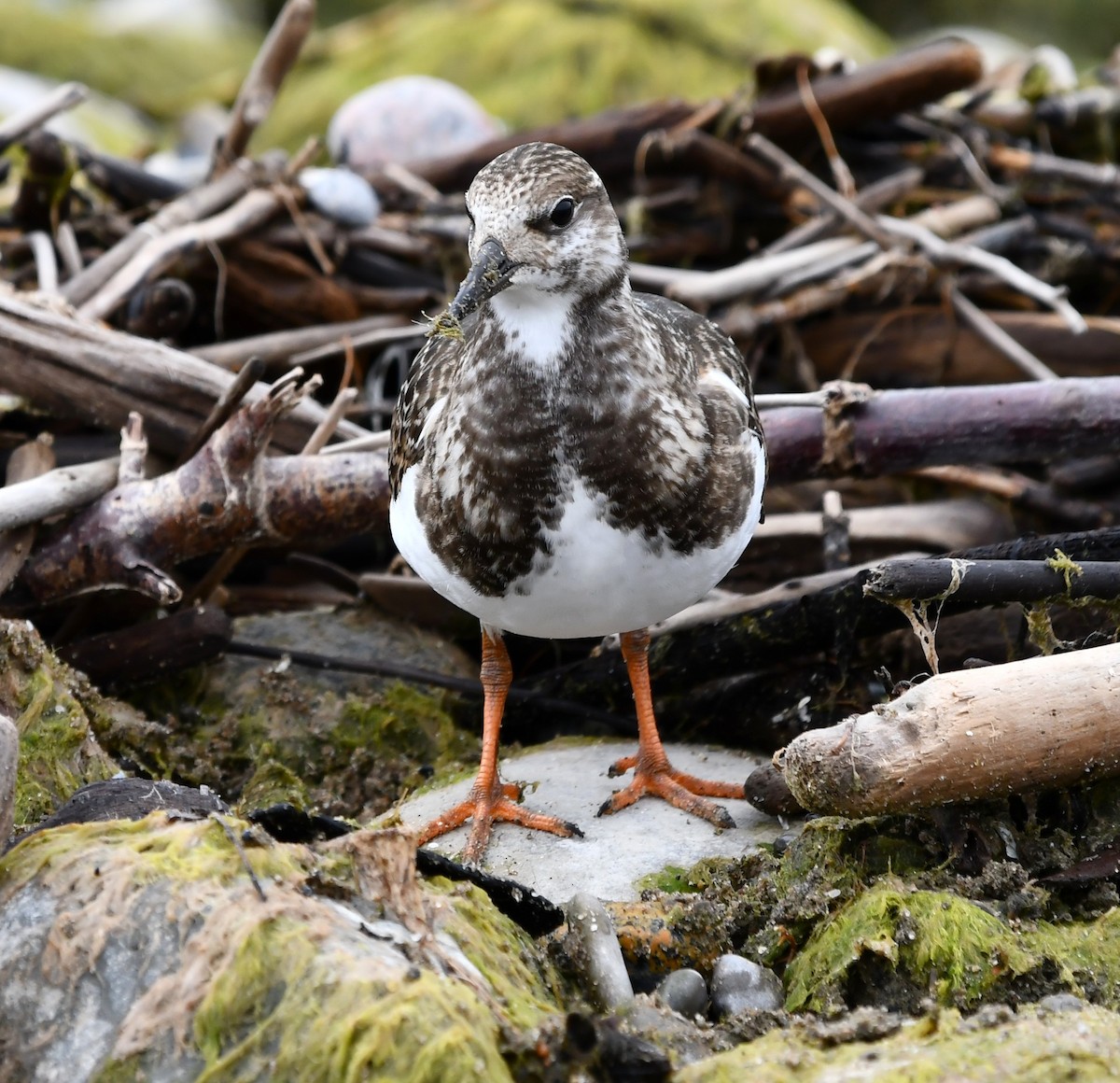 Ruddy Turnstone - ML642846565