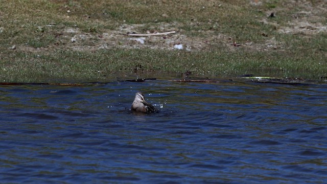 Long-billed Dowitcher - ML642846567