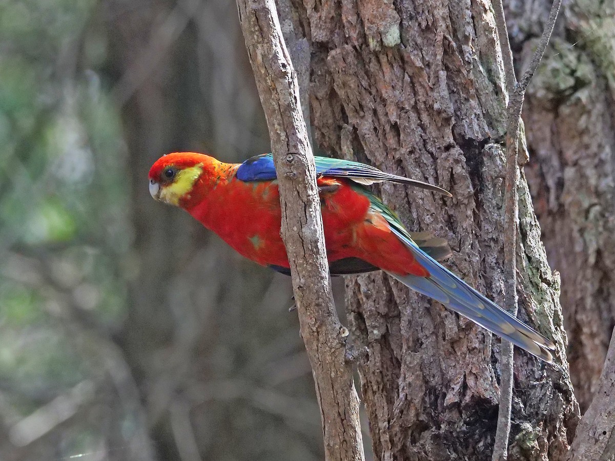 Western Rosella - ML642846568