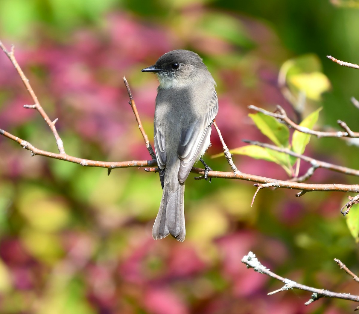 Eastern Phoebe - ML642846572