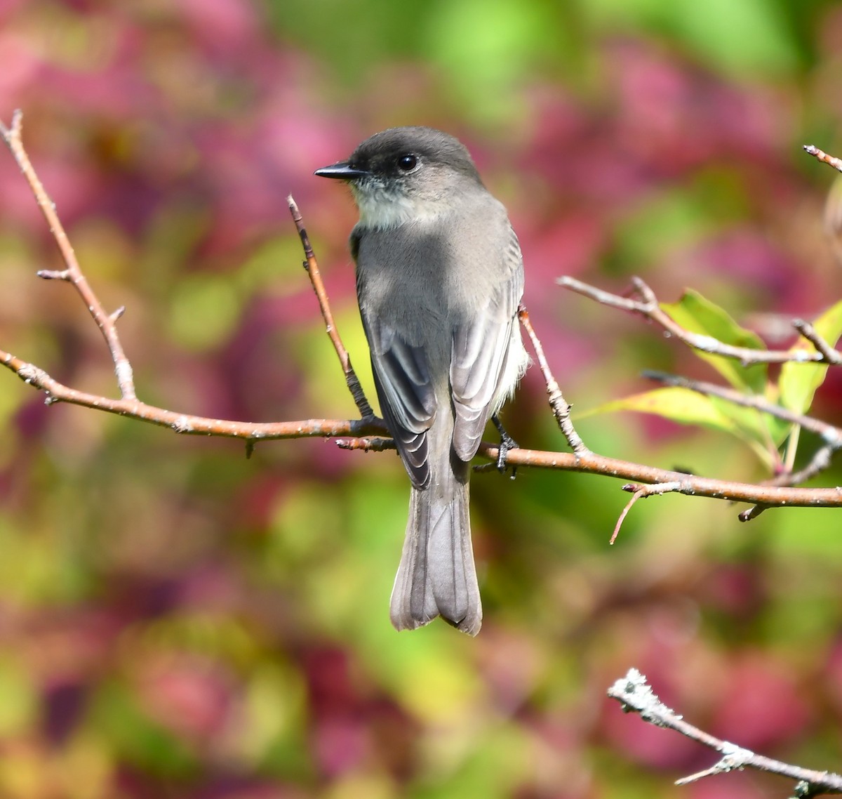 Eastern Phoebe - ML642846573