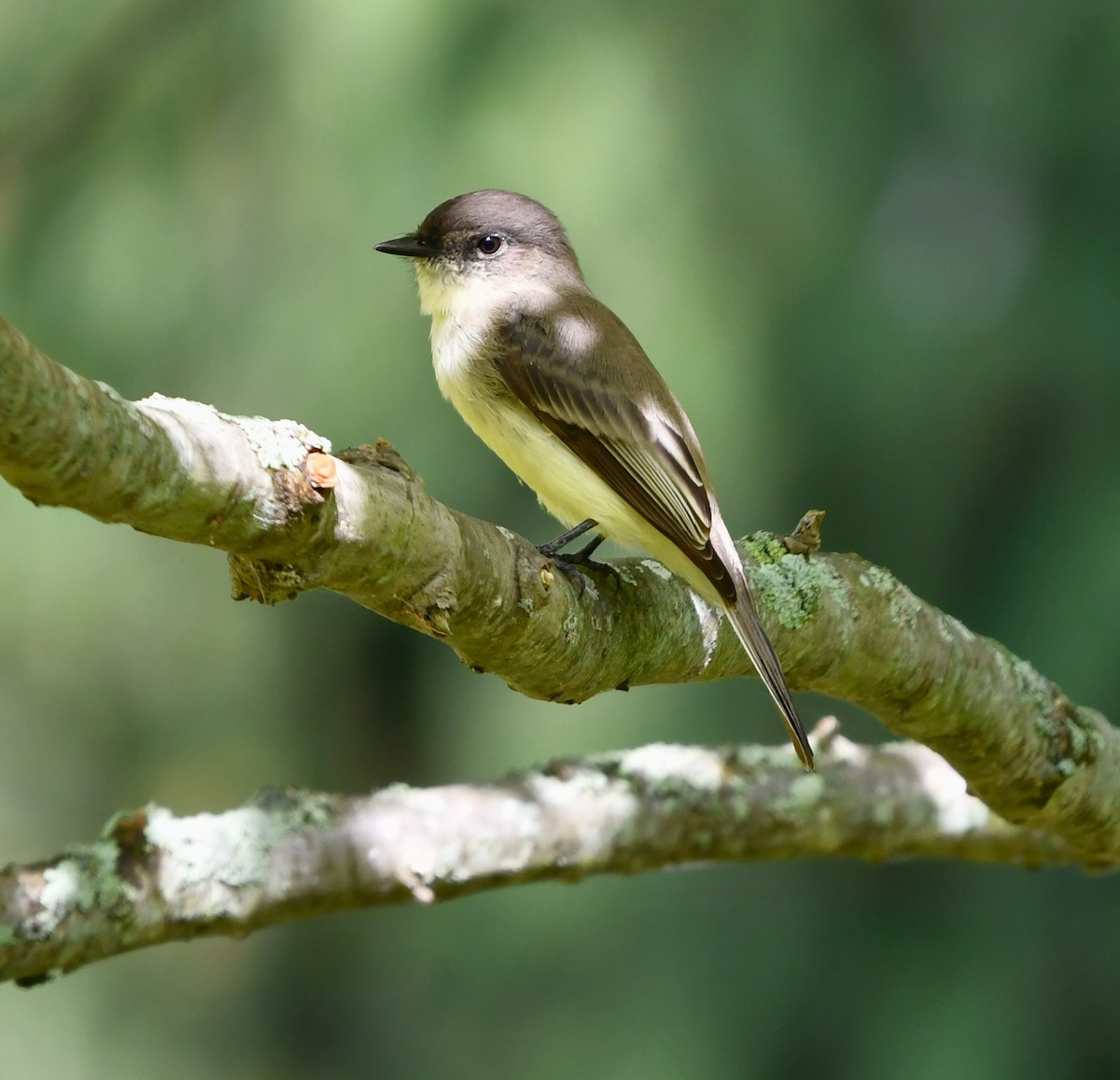 Eastern Phoebe - ML642846574